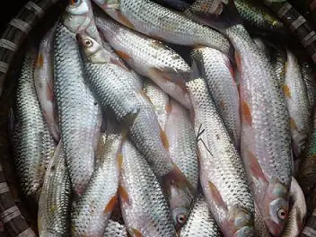 Cá Mè Một Lứa Là Gì? Ý Nghĩa, Nguồn Gốc Và Cách Dùng Thành Ngữ