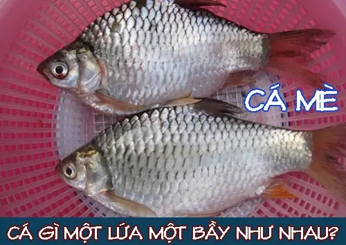 Cá Mè Một Lứa Là Gì? Ý Nghĩa, Nguồn Gốc Và Cách Dùng Thành Ngữ