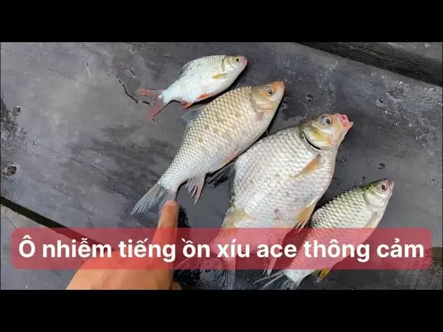 Cá He Đuôi Đỏ: Phân Biệt, Đặc Điểm Và Món Ngon Dễ Làm Cá He Đuôi Đỏ: Phân Biệt, Đặc Điểm Và Món Ngon Dễ Làm