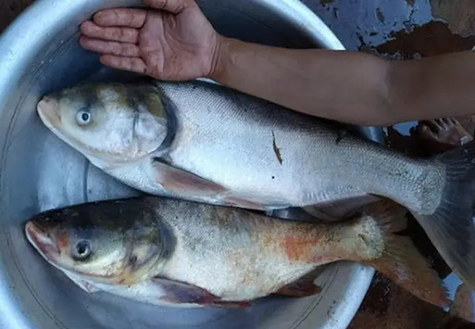 Cá Mè Hoa To: Đặc Điểm, Cách Nhận Biết Và Món Ngon Hấp Dẫn