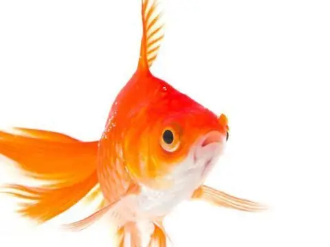Cá Mè Sống Ở Đâu: Nước Ngọt Hay Nước Lợ & Đặc Điểm Nhận Biết