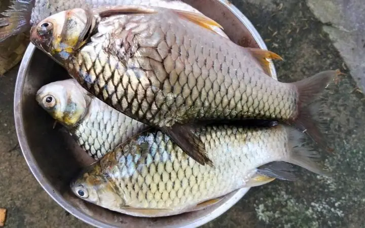 Cá Mè Vinh Khủng: Khám Phá Những Kích Thước "khủng" Và Cách Câu Hiệu Quả