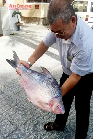 Cá Mè Vinh Khủng: Khám Phá Những Kích Thước "khủng" Và Cách Câu Hiệu Quả