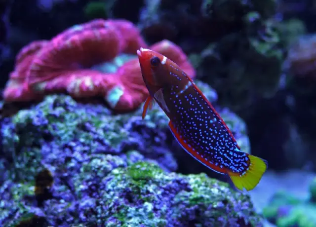 Cá Mó 7 Màu (red Coris Wrasse): Đặc Điểm, Cách Nuôi Và Mua Ở Đâu Cá Mó 7 Màu (red Coris Wrasse): Đặc Điểm, Cách Nuôi Và Mua Ở Đâu