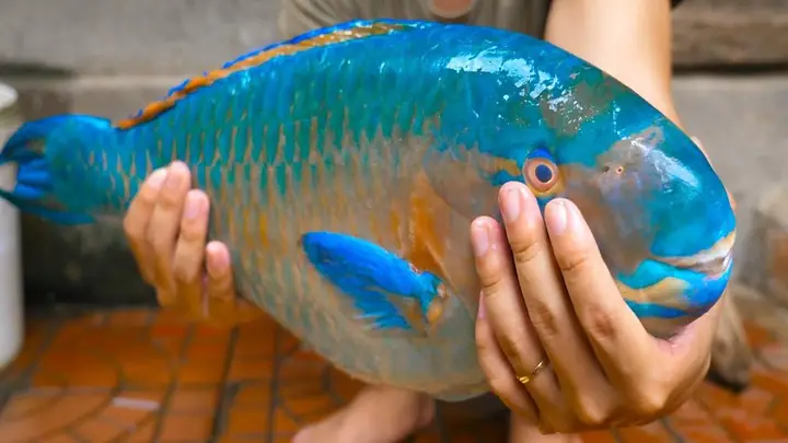 Cá Mó 7 Màu (red Coris Wrasse): Đặc Điểm, Cách Nuôi Và Mua Ở Đâu Cá Mó 7 Màu (red Coris Wrasse): Đặc Điểm, Cách Nuôi Và Mua Ở Đâu