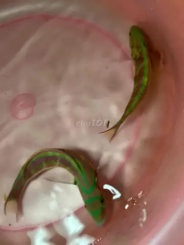 Cá Mó 7 Màu (red Coris Wrasse): Đặc Điểm, Cách Nuôi Và Mua Ở Đâu Cá Mó 7 Màu (red Coris Wrasse): Đặc Điểm, Cách Nuôi Và Mua Ở Đâu