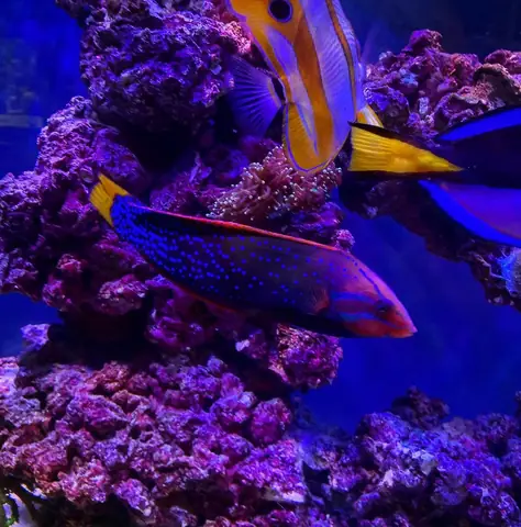 Cá Mó 7 Màu (red Coris Wrasse): Đặc Điểm, Cách Nuôi Và Mua Ở Đâu Cá Mó 7 Màu (red Coris Wrasse): Đặc Điểm, Cách Nuôi Và Mua Ở Đâu