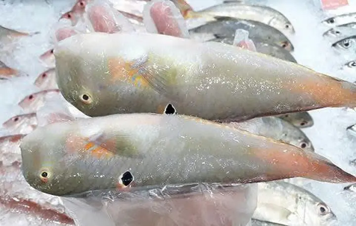 Cá Mó Sống Ở Đâu? Khám Phá Môi Trường Sống Và Phân Bố Của Cá Mó Tại Việt Nam