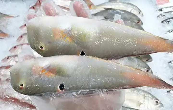 Cá Mó Và Cá Lưỡi Trâu: Phân Biệt, Đặc Điểm Và Cách Chế Biến Ngon