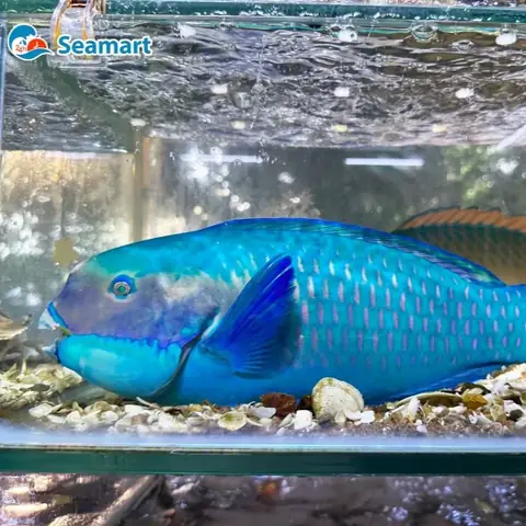 Cá Mó Xanh Giá Bao Nhiêu? Cập Nhật Bảng Giá Chi Tiết Mới Nhất