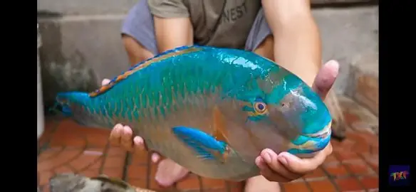 Cá Mó Xanh Giá Bao Nhiêu? Cập Nhật Bảng Giá Chi Tiết Mới Nhất