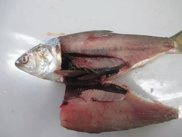 Cá Mòi Cờ Chấm (konosirus Punctatus): Đặc Điểm, Môi Trường Sống Và Giá Trị Ẩm Thực Cá Mòi Cờ Chấm (konosirus Punctatus): Đặc Điểm, Môi Trường Sống Và Giá Trị Ẩm Thực