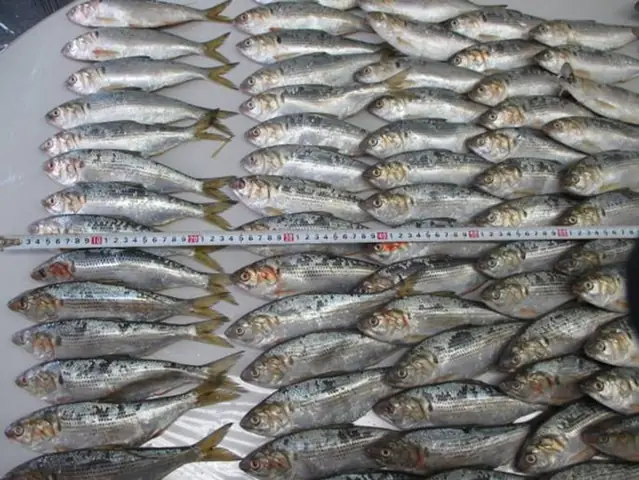 Cá Mòi Cờ Chấm (konosirus Punctatus): Đặc Điểm, Môi Trường Sống Và Giá Trị Ẩm Thực Cá Mòi Cờ Chấm (konosirus Punctatus): Đặc Điểm, Môi Trường Sống Và Giá Trị Ẩm Thực