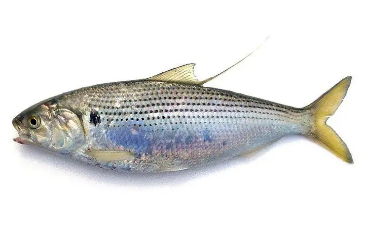 Cá Mòi Cờ Chấm (konosirus Punctatus): Đặc Điểm, Môi Trường Sống Và Giá Trị Ẩm Thực Cá Mòi Cờ Chấm (konosirus Punctatus): Đặc Điểm, Môi Trường Sống Và Giá Trị Ẩm Thực