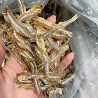 Cá Mòi Cờ Chấm (konosirus Punctatus): Đặc Điểm, Môi Trường Sống Và Giá Trị Ẩm Thực Cá Mòi Cờ Chấm (konosirus Punctatus): Đặc Điểm, Môi Trường Sống Và Giá Trị Ẩm Thực