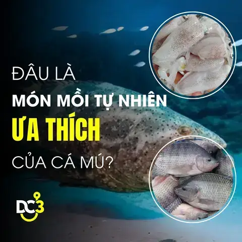 Mồi Câu Cá Mú Ngon Nhất: Lựa Chọn Nào Phù Hợp Cho Bạn?