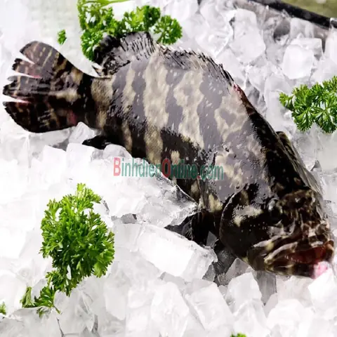 Cá Mú Bông Đen: Đặc Điểm, Cách Chế Biến Và Phân Loại