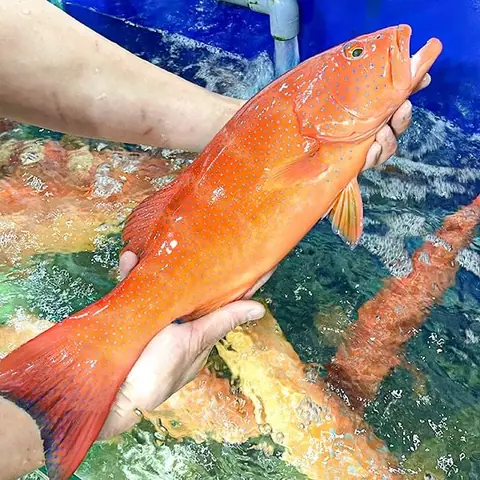 Cá Mú Chấm Đỏ Là Gì? Đặc Điểm, Giá Cả Và Món Ngon Từ Cá Mú Đỏ