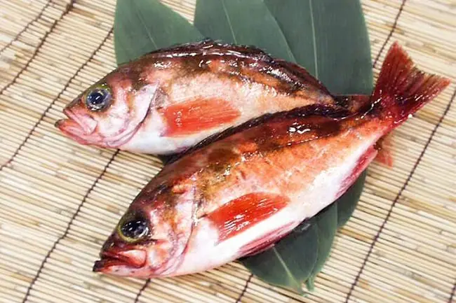 Cá Mú Nhật Bản: Đặc Điểm, Cách Chế Biến Sashimi & Các Loại Phổ Biến