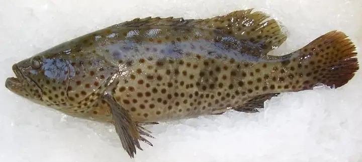 Cá Mú Nhật Bản: Đặc Điểm, Cách Chế Biến Sashimi & Các Loại Phổ Biến