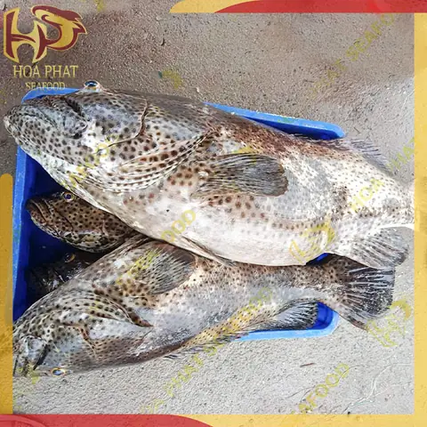 Cá Mú San Hô Là Gì? Đặc Điểm, Các Loại Và Giá Bán