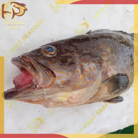 Cá Mú Sao Vàng: Đặc Điểm Nhận Biết, Giá Trị Dinh Dưỡng Và Món Ngon