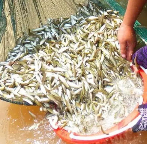 Cá Mùa Nước Nổi: Khám Phá Đặc Sản Miền Tây & Cách Đánh Bắt