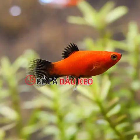 Giá Cá Mún Bao Nhiêu? Cập Nhật Giá Mới Nhất Các Loại Cá Mún Phổ Biến