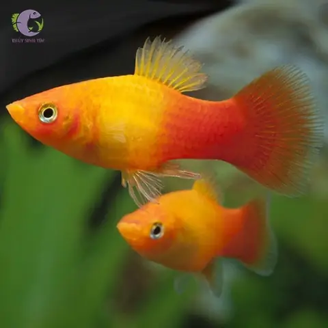 Cá Mún Uyên Ương: Đặc Điểm, Cách Nuôi Và Giá Bán