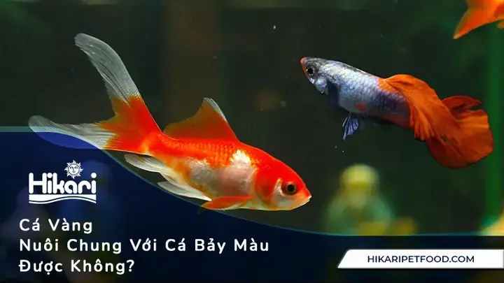 Cá Nào Nuôi Chung Với Cá Vàng An Toàn, Sống Hòa Thuận?