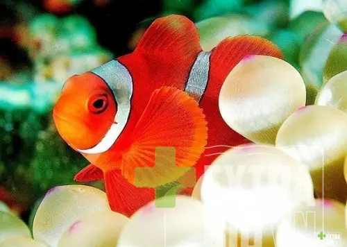 Cá Nemo Ăn Gì? Cập Nhật Thực Đơn Tốt Nhất Cho Cá Cảnh