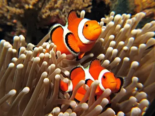 Cá Nemo Ăn Gì? Cập Nhật Thực Đơn Tốt Nhất Cho Cá Cảnh