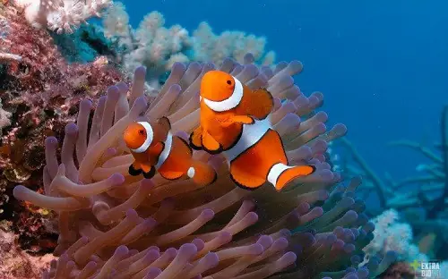 Cá Nemo Ăn Gì? Cập Nhật Thực Đơn Tốt Nhất Cho Cá Cảnh
