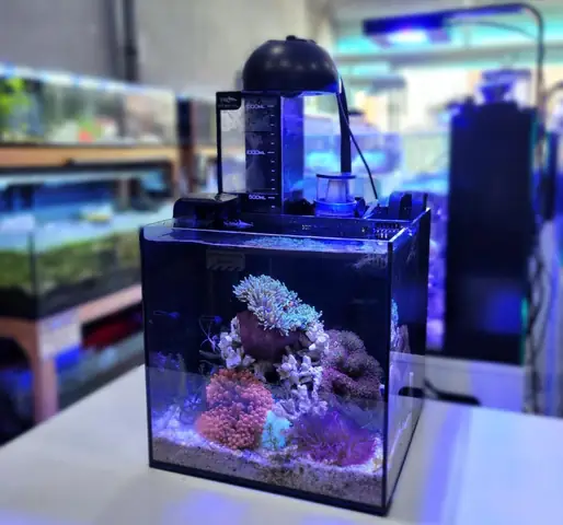 Cá Nemo Ăn Gì? Cập Nhật Thực Đơn Tốt Nhất Cho Cá Cảnh