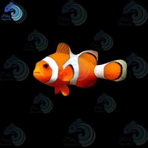 Cá Nemo Nước Ngọt: Sự Thật Và Hướng Dẫn Nuôi