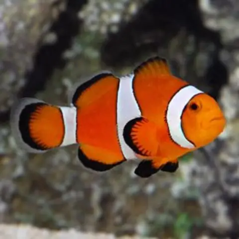 Cá Nemo Nước Ngọt: Sự Thật Và Hướng Dẫn Nuôi