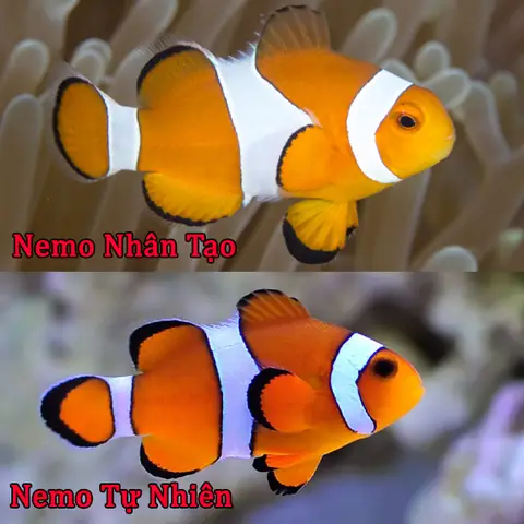 Cá Nemo Nước Ngọt: Sự Thật Và Hướng Dẫn Nuôi