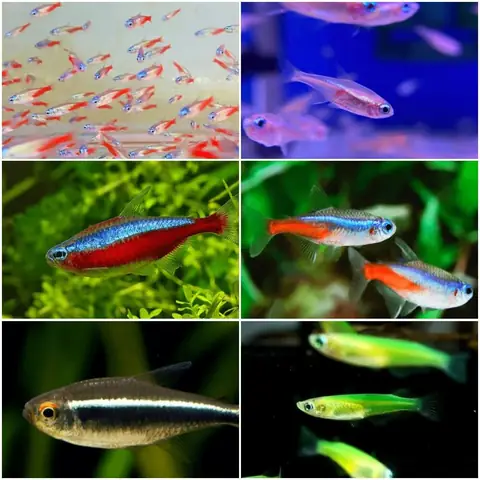 Cá Neon Ăn Gì? Hướng Dẫn Chi Tiết Từ A-z