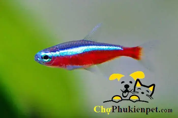 Cá Neon Có Cần Oxy Không? Yếu Tố Ảnh Hưởng Và Cách Nuôi Chuẩn