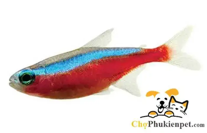 Cá Neon Có Cần Oxy Không? Yếu Tố Ảnh Hưởng Và Cách Nuôi Chuẩn