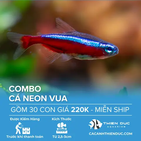 Cá Neon Vua Giá Rẻ: Mua Ở Đâu, Giá Bao Nhiêu, Đặc Điểm Nổi Bật