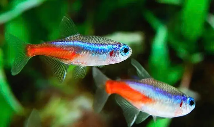 Cá Neon Xanh Ăn Gì Để Lên Màu Đẹp Và Khỏe Mạnh?