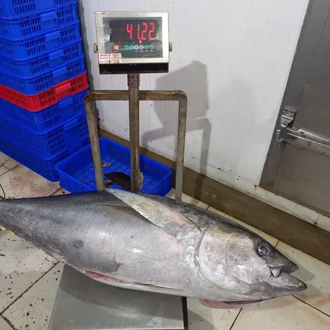 Cá Ngừ Đại Dương Nặng Bao Nhiêu? Khám Phá Kích Thước Và Trọng Lượng Thực Tế