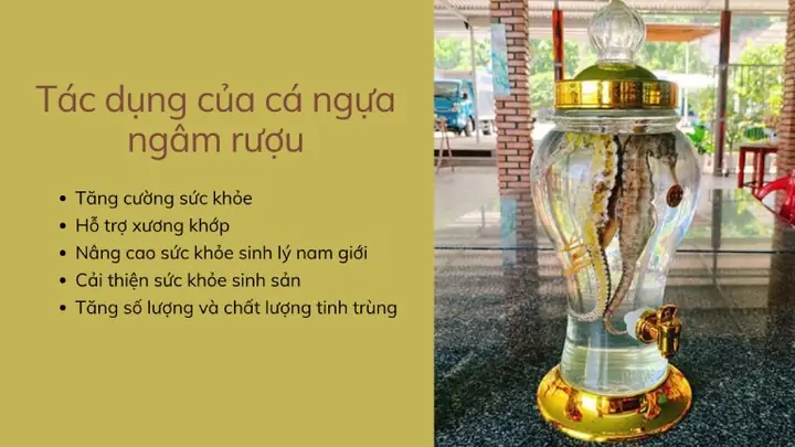 Cá Ngựa Có Tác Dụng Gì? Khám Phá Lợi Ích Bổ Thận, Tăng Cường Sinh Lý & Hỗ Trợ Sức Khỏe