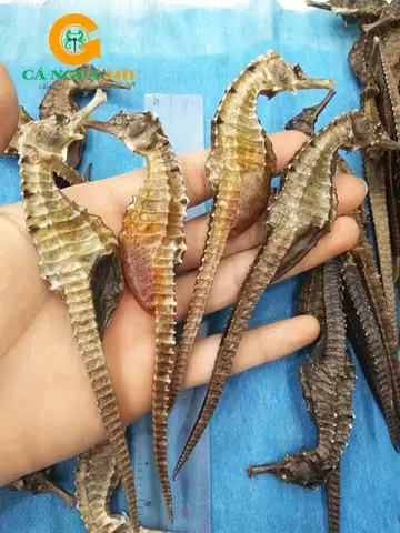 Cá Ngựa Có Tác Dụng Gì? Khám Phá Lợi Ích Bổ Thận, Tăng Cường Sinh Lý & Hỗ Trợ Sức Khỏe