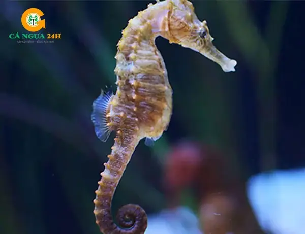 Cá Ngựa Sống Ở Đâu? Môi Trường Sống Và Phân Bố Chi Tiết Tại Việt Nam