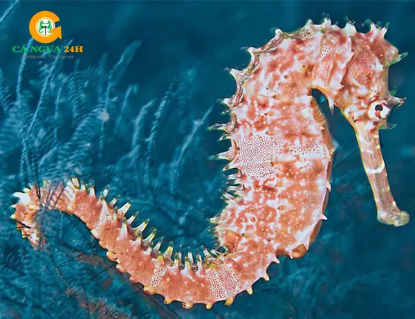 Cá Ngựa Sống Ở Đâu? Môi Trường Sống Và Phân Bố Chi Tiết Tại Việt Nam
