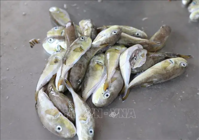 Cá Nóc Ăn Tạp: Chế Độ Dinh Dưỡng Và Những Nguy Cơ Cần Biết