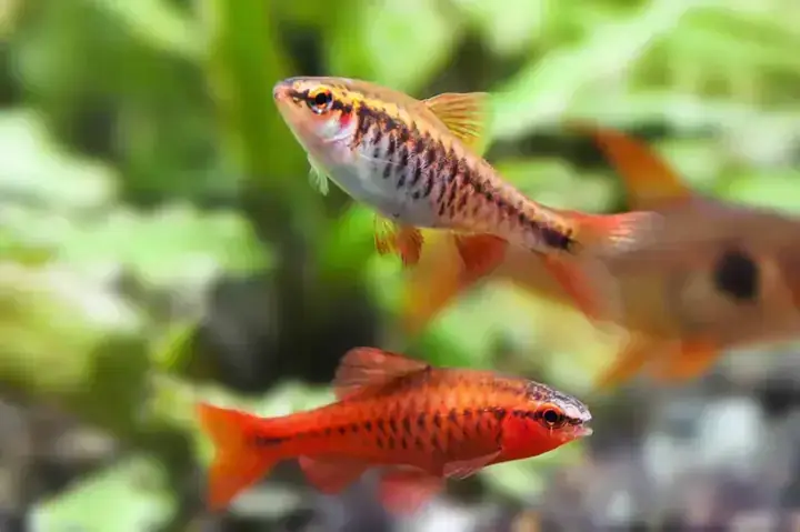Cá Xecan Nuôi Chung Với Cá Gì An Toàn & Không Xung Đột Cá Xecan Nuôi Chung Với Cá Gì An Toàn & Không Xung Đột