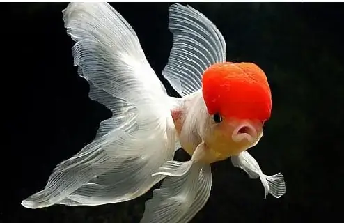 Cá Oranda Giá Bao Nhiêu? Bảng Giá Chi Tiết & Kinh Nghiệm Chọn Mua